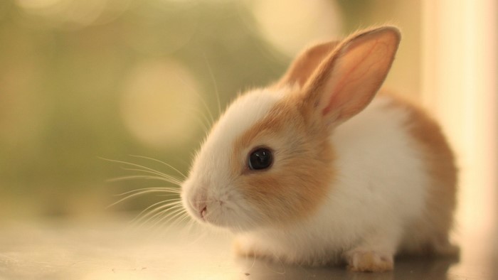 Cute Orange and White Baby Rabbit