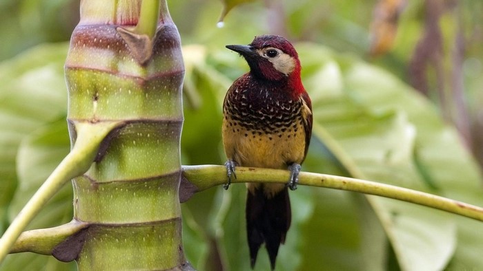 Woodpecker perched on a branch