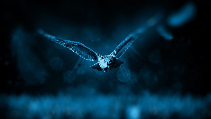 Night Owl Bird Flying in Darkness