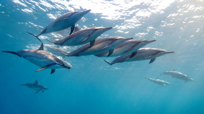 A pod of dolphins swims in clear blue ocean water