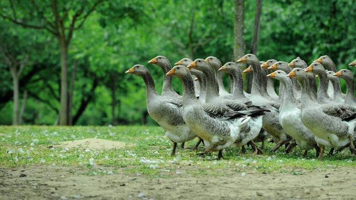 A flock of gray geese walking in a grassy area