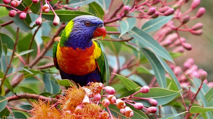 Rainbow Lorikeet perched on a flowering eucalyptus tree