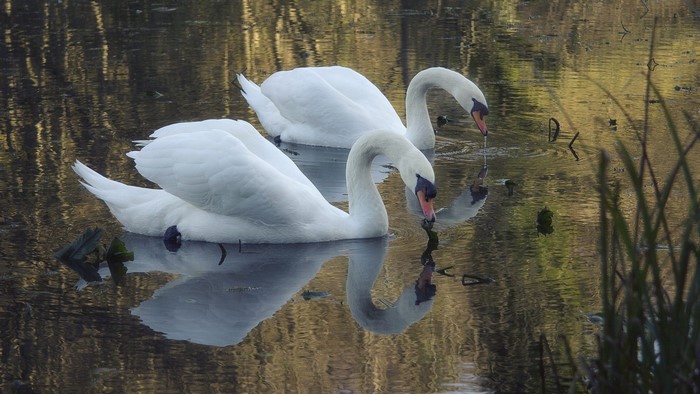 Two white swans swimming in a pond