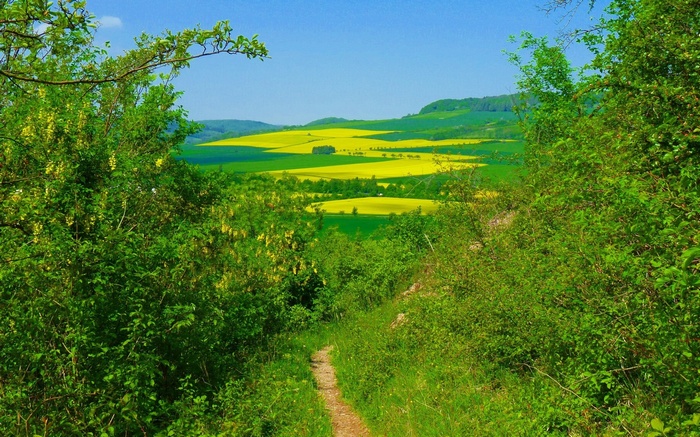 A dirt path leads through green foliage to a vibrant yellow and green landscape.