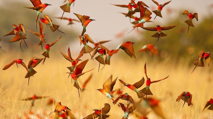 A flock of colorful bee-eater birds in flight