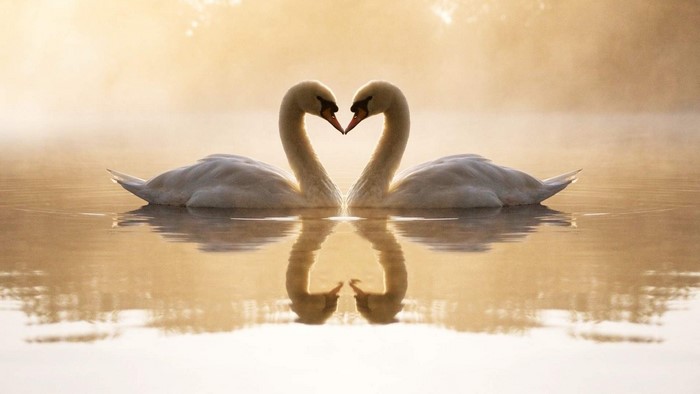 Two swans forming a heart shape