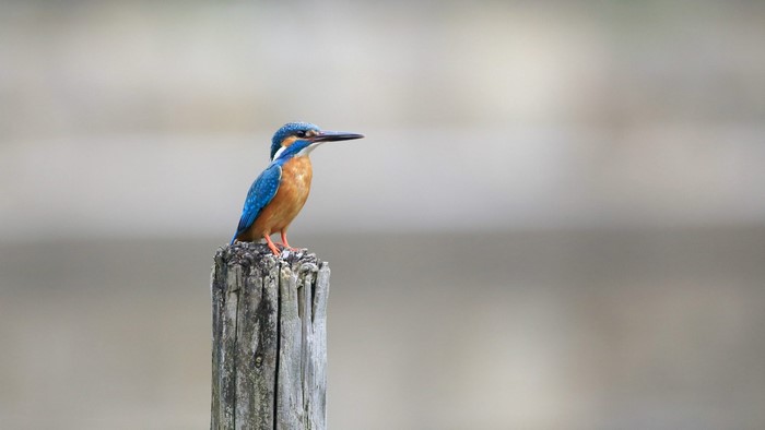 Kingfisher perched on a wooden post