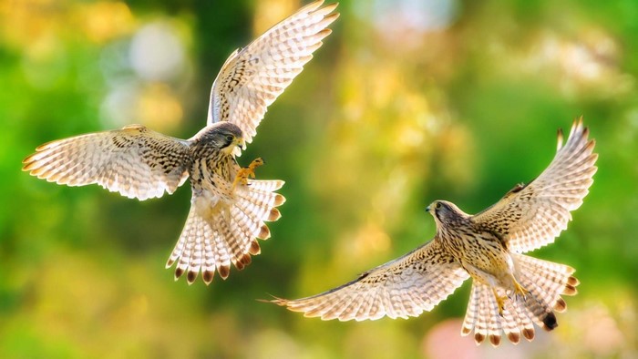 Two raptors in flight against a blurred background