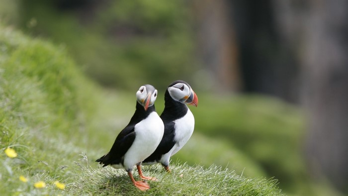 Two Puffins on a Grassy Hillside