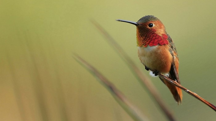 Rufous Hummingbird perched on a thin branch