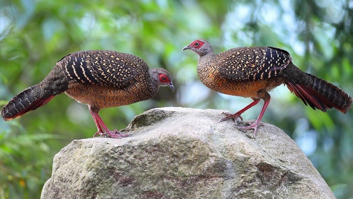 Two pheasants on a rock
