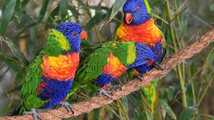 Three Rainbow Lorikeets on a Rope