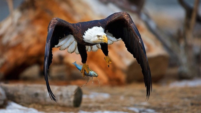 Bald eagle flying with a fish