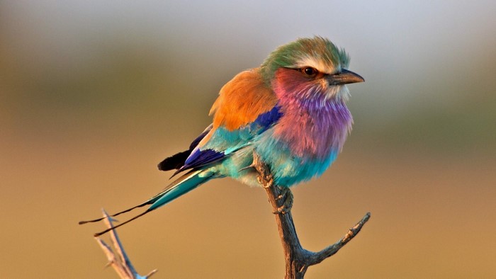 Lilac-breasted Roller bird perched on a branch