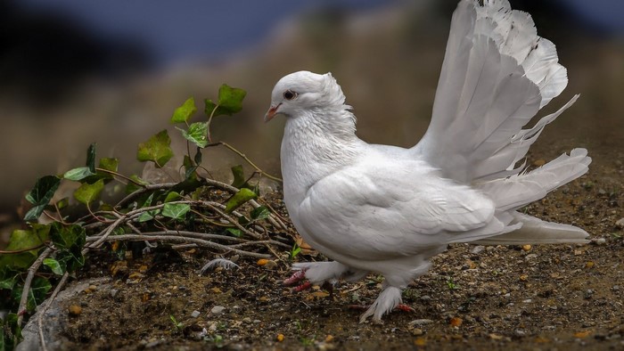 White Fantail Dove bird