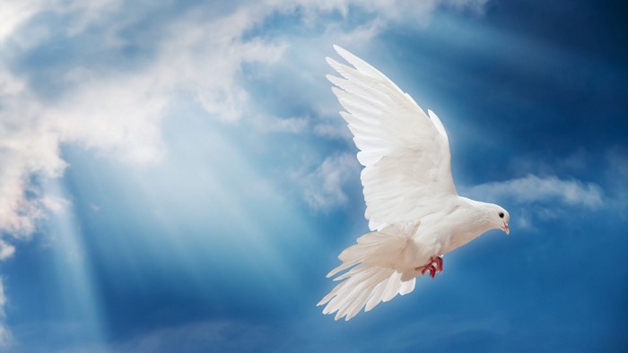White Dove Flying in the Sky