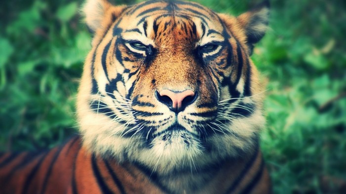 Close-up of a tiger's face