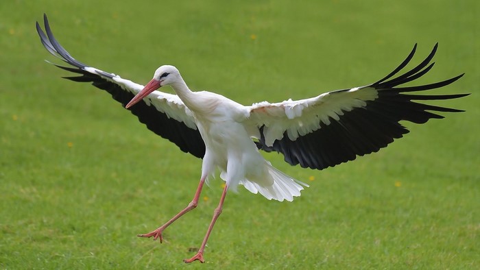 White stork with black wings landing on grass