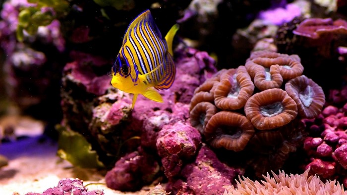 Regal Angelfish in a Coral Reef Aquarium