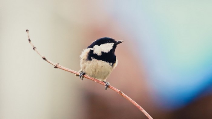 Coal Tit perched on a branch