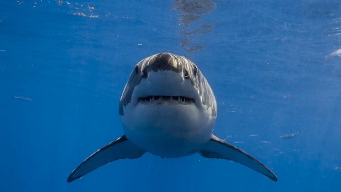 Great White Shark Underwater