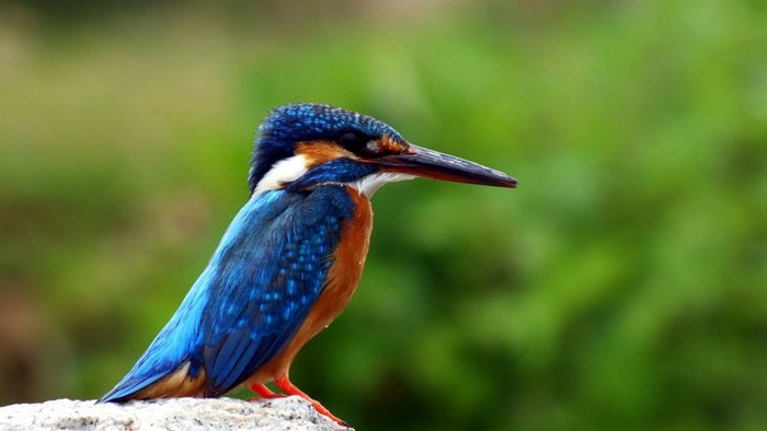 Kingfisher bird perched on a rock