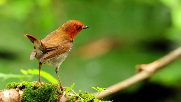 Robin bird perched on mossy branch