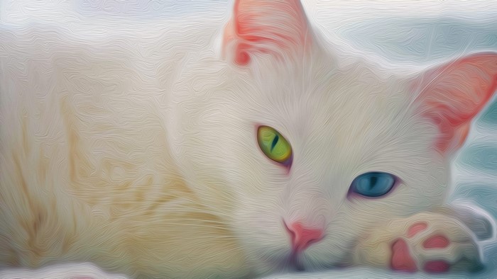 White cat with heterochromia lying down