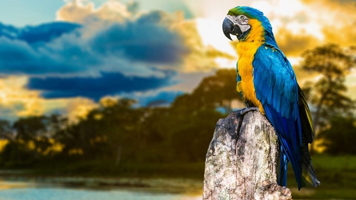 Blue and yellow macaw perched on a tree stump
