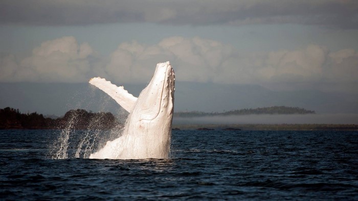 White Humpback Whale Breaching in Ocean