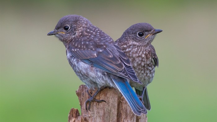 Two young bluebirds perched on a wooden stump