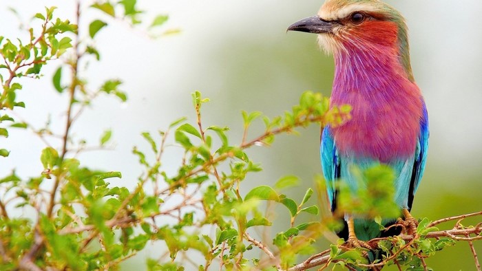 Lilac Breasted Roller Bird on a Branch