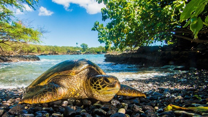 Sea Turtle on a Rocky Beach