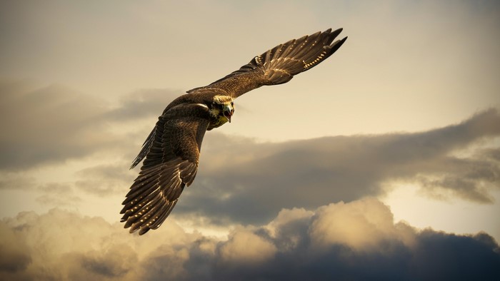 Hawk in flight against cloudy sky
