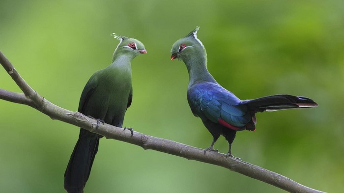 Two Turacos on a Branch