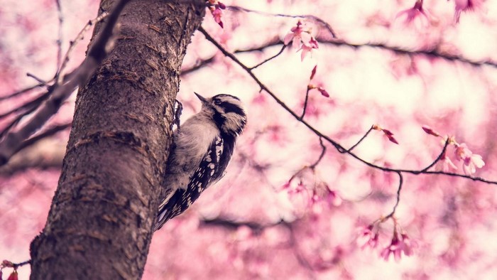 Woodpecker on a tree with pink blossoms