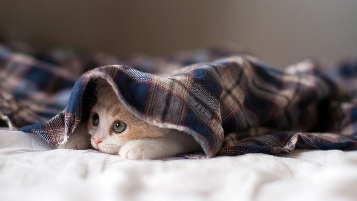 Kitten peeking from under a plaid blanket