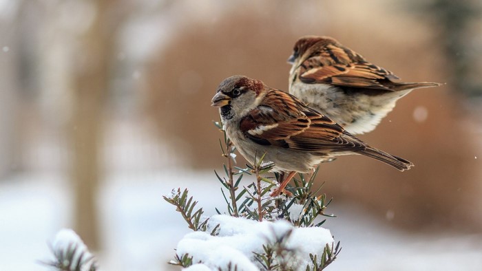 Two Sparrows Perched on a Snowy Branch
