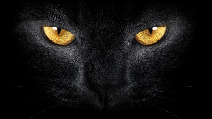 Close-up of a black cat's face and yellow eyes