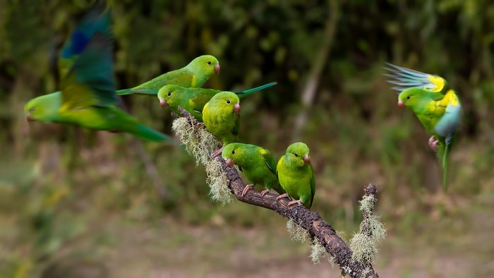 Several green parrots perched and flying