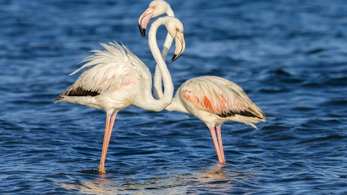Two Flamingos in Water