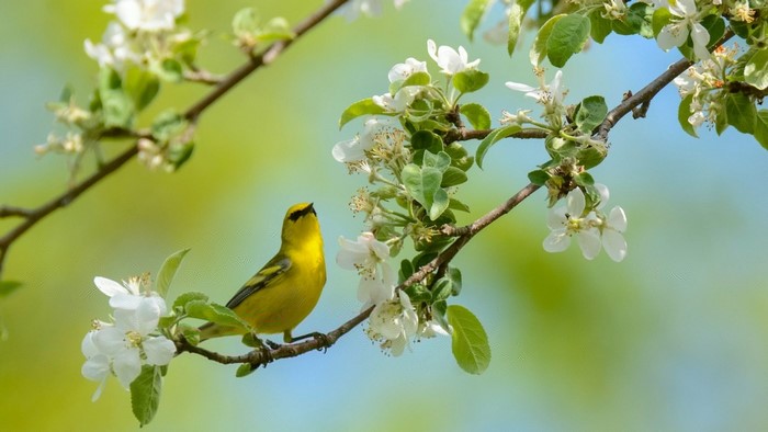 Yellow bird on a flowering branch