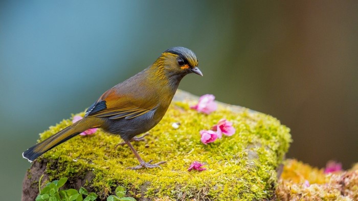 A bird with a black cap and orange markings sits on moss