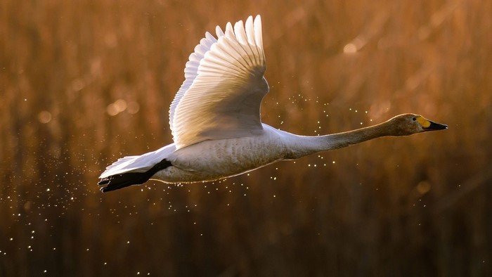 White Swan in Flight