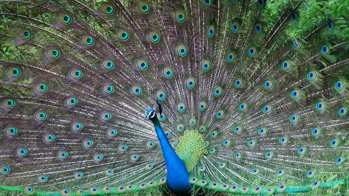 Peacock displaying its tail feathers