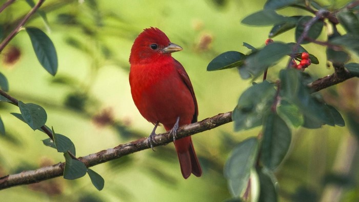 Summer Tanager perched on a branch
