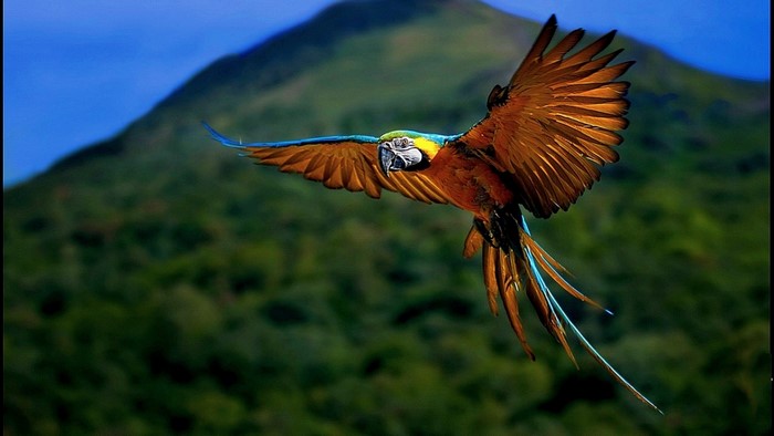 Blue and yellow macaw flying over a mountain