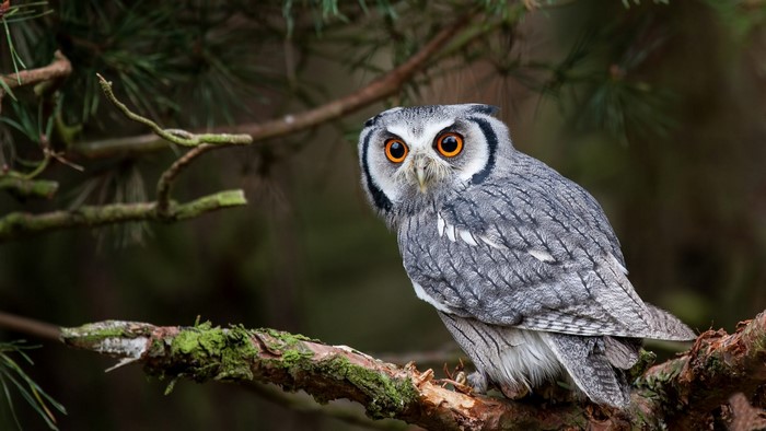 Northern White-Faced Owl on a Branch