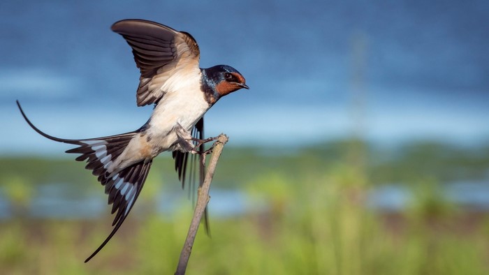 Barn Swallow Bird on a Branch