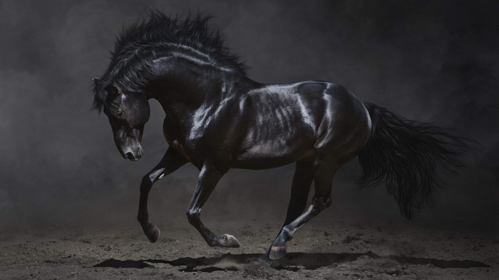 A black horse running in the dark